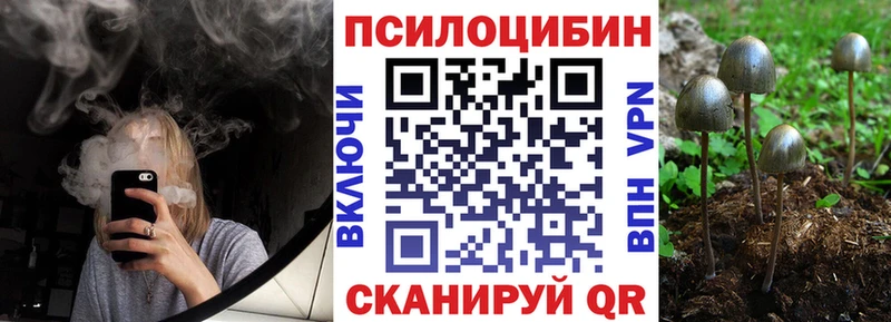 Купить где  Тайга  Галлюциногенные грибы Psilocybe 